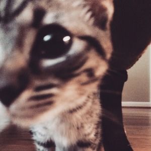 Meet your Posher, Jessie